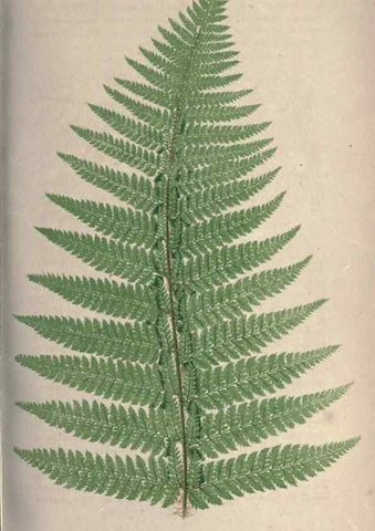 Reproducción/Reproduction 9463092241: Our native ferns, or, A history of the British species and their varieties /. London :Groombridge,1865-1867.