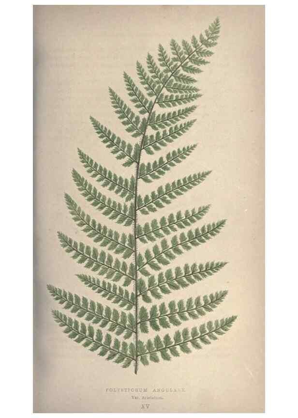 Reproducción/Reproduction 9463093255: Our native ferns, or, A history of the British species and their varieties /. London :Groombridge,1865-1867.