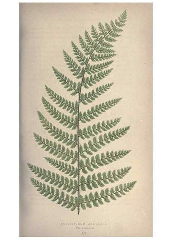 Reproducción/Reproduction 9463093255: Our native ferns, or, A history of the British species and their varieties /. London :Groombridge,1865-1867.
