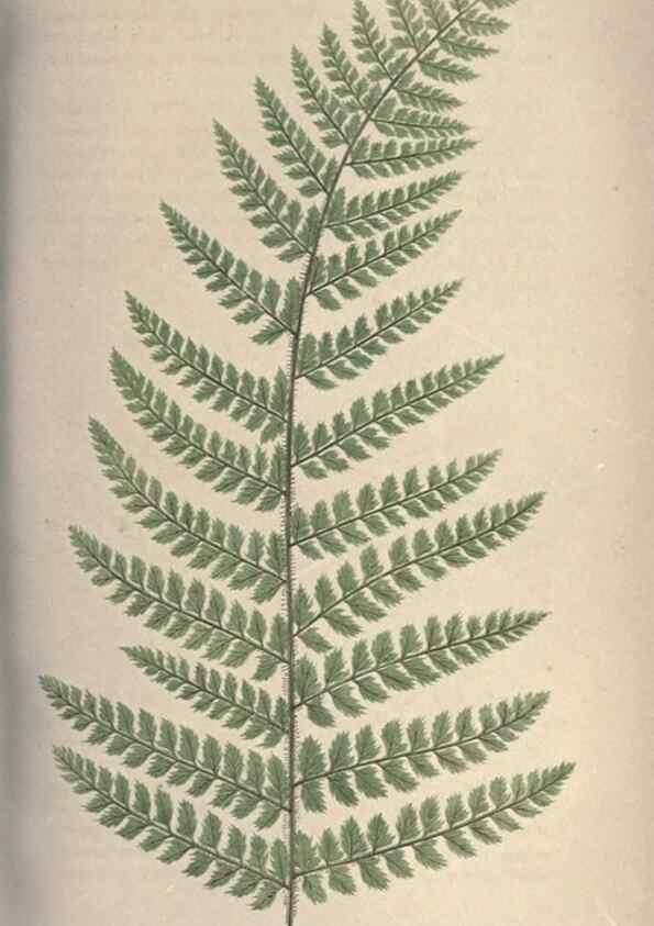 Reproducción/Reproduction 9463093255: Our native ferns, or, A history of the British species and their varieties /. London :Groombridge,1865-1867.