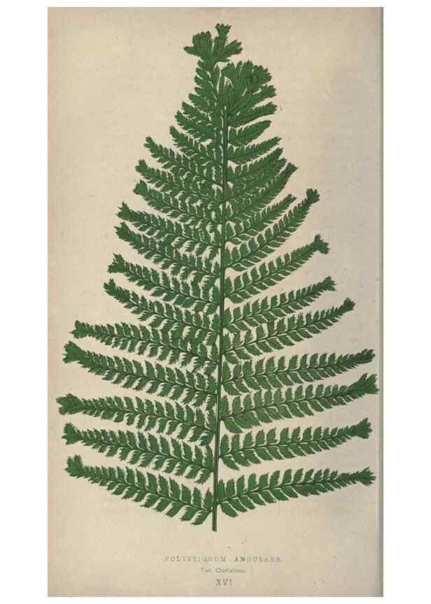 Reproducción/Reproduction 9463096163: Our native ferns, or, A history of the British species and their varieties /. London :Groombridge,1865-1867.
