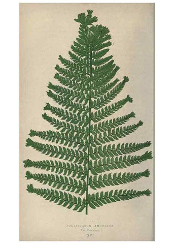 Reproducción/Reproduction 9463096163: Our native ferns, or, A history of the British species and their varieties /. London :Groombridge,1865-1867.