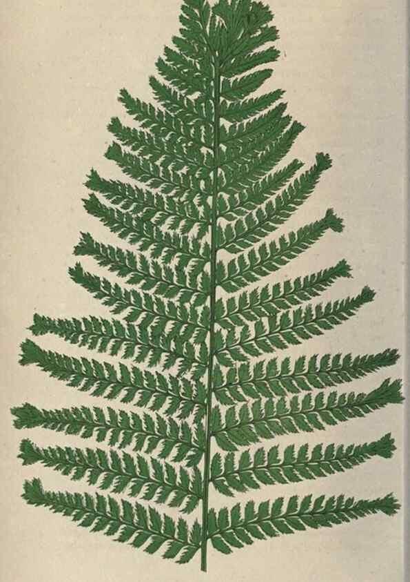 Reproducción/Reproduction 9463096163: Our native ferns, or, A history of the British species and their varieties /. London :Groombridge,1865-1867.