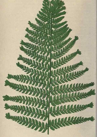 Reproducción/Reproduction 9463096163: Our native ferns, or, A history of the British species and their varieties /. London :Groombridge,1865-1867.