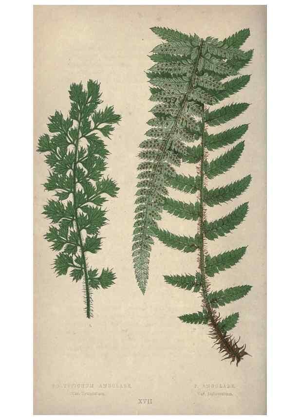 Reproducción/Reproduction 9463097819: Our native ferns, or, A history of the British species and their varieties /. London :Groombridge,1865-1867.