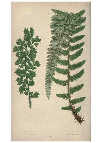 Reproducción/Reproduction 9463097819: Our native ferns, or, A history of the British species and their varieties /. London :Groombridge,1865-1867.