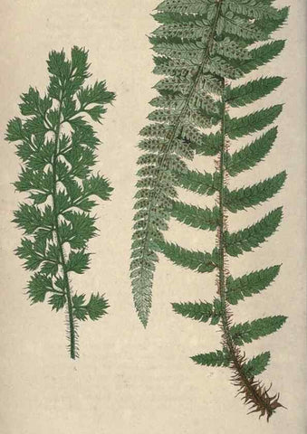 Reproducción/Reproduction 9463097819: Our native ferns, or, A history of the British species and their varieties /. London :Groombridge,1865-1867.