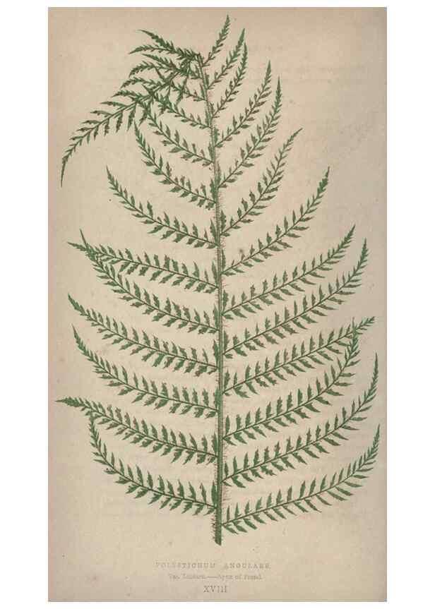 Reproducción/Reproduction 9463099399: Our native ferns, or, A history of the British species and their varieties /. London :Groombridge,1865-1867.