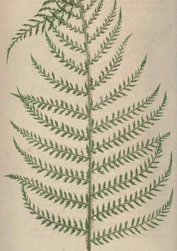 Reproducción/Reproduction 9463099399: Our native ferns, or, A history of the British species and their varieties /. London :Groombridge,1865-1867.