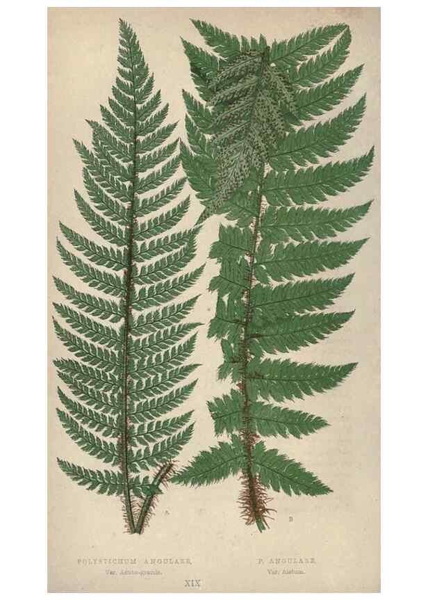 Reproducción/Reproduction 9463101061: Our native ferns, or, A history of the British species and their varieties /. London :Groombridge,1865-1867.