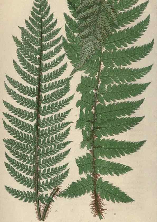 Reproducción/Reproduction 9463101061: Our native ferns, or, A history of the British species and their varieties /. London :Groombridge,1865-1867.