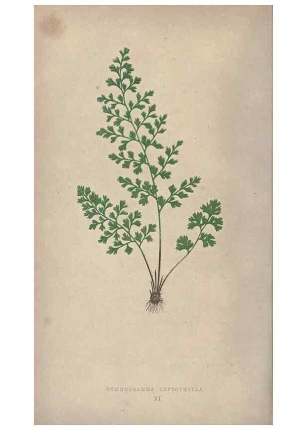 Reproducción/Reproduction 9465870670: Our native ferns, or, A history of the British species and their varieties /. London :Groombridge,1865-1867.