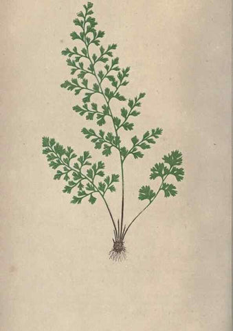 Reproducción/Reproduction 9465870670: Our native ferns, or, A history of the British species and their varieties /. London :Groombridge,1865-1867.