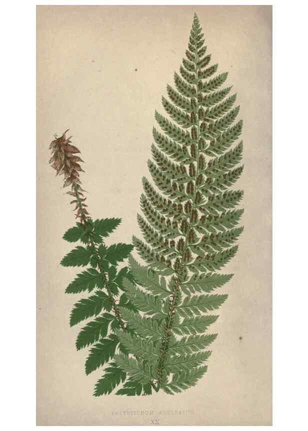 Reproducción/Reproduction 9463102265: Our native ferns, or, A history of the British species and their varieties /. London :Groombridge,1865-1867.