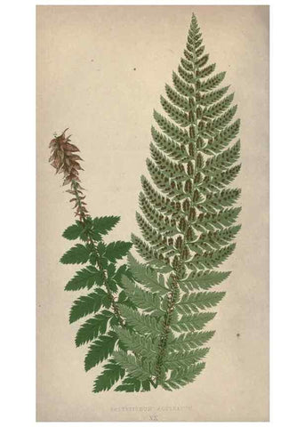 Reproducción/Reproduction 9463102265: Our native ferns, or, A history of the British species and their varieties /. London :Groombridge,1865-1867.