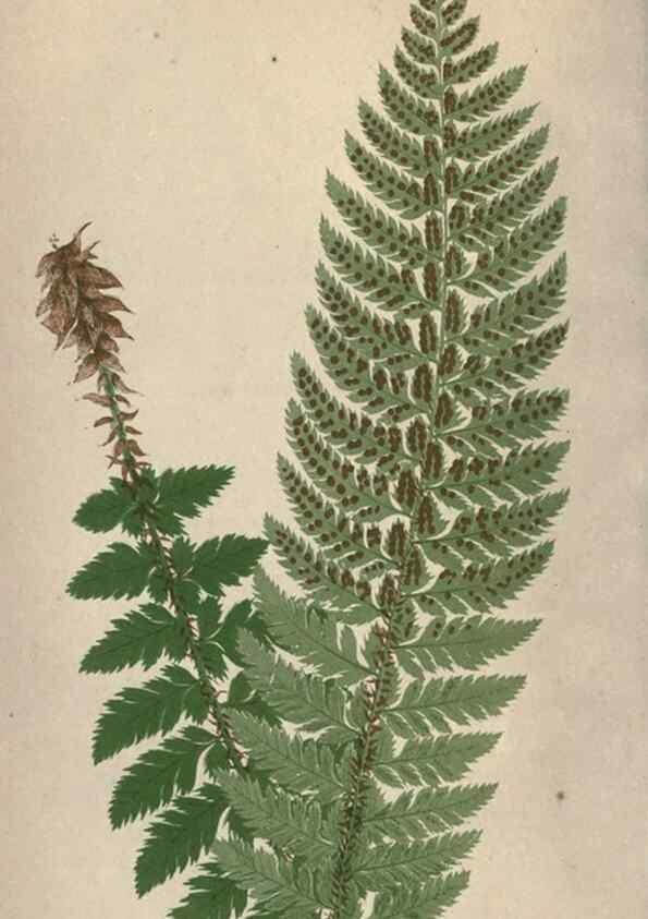 Reproducción/Reproduction 9463102265: Our native ferns, or, A history of the British species and their varieties /. London :Groombridge,1865-1867.