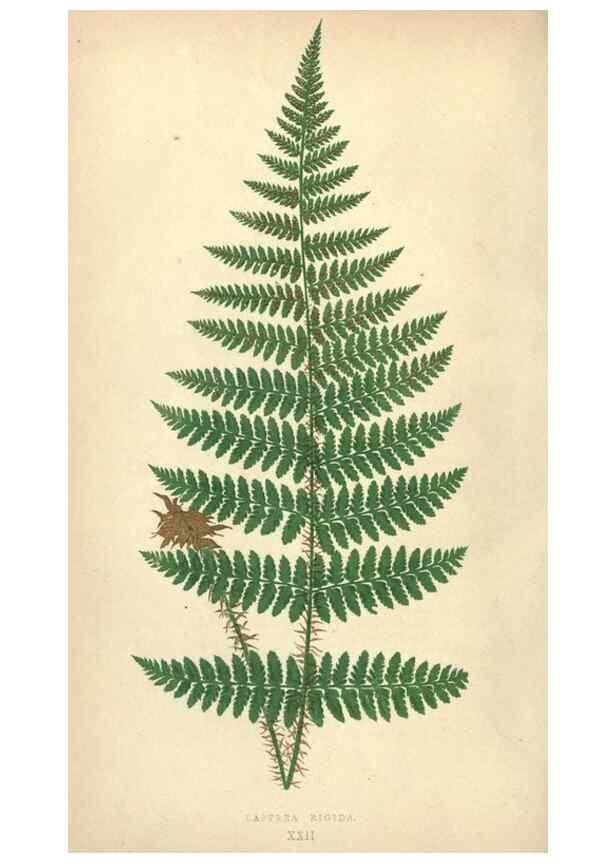 Reproducción/Reproduction 9463104683: Our native ferns, or, A history of the British species and their varieties /. London :Groombridge,1865-1867.