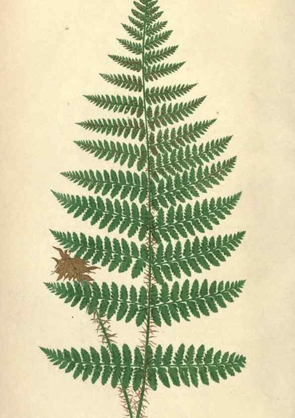Reproducción/Reproduction 9463104683: Our native ferns, or, A history of the British species and their varieties /. London :Groombridge,1865-1867.