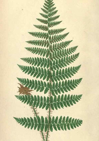 Reproducción/Reproduction 9463104683: Our native ferns, or, A history of the British species and their varieties /. London :Groombridge,1865-1867.