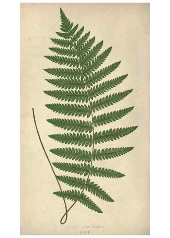 Reproducción/Reproduction 9463106031: Our native ferns, or, A history of the British species and their varieties /. London :Groombridge,1865-1867.