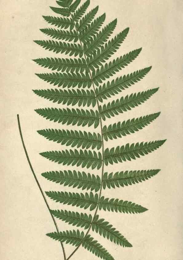 Reproducción/Reproduction 9463106031: Our native ferns, or, A history of the British species and their varieties /. London :Groombridge,1865-1867.