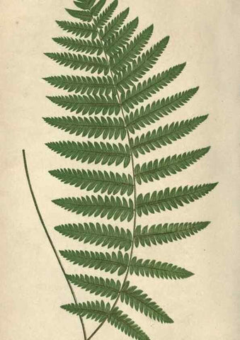 Reproducción/Reproduction 9463106031: Our native ferns, or, A history of the British species and their varieties /. London :Groombridge,1865-1867.