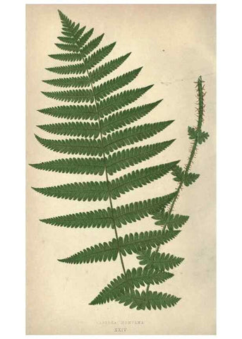 Reproducción/Reproduction 9465890004: Our native ferns, or, A history of the British species and their varieties /. London :Groombridge,1865-1867.