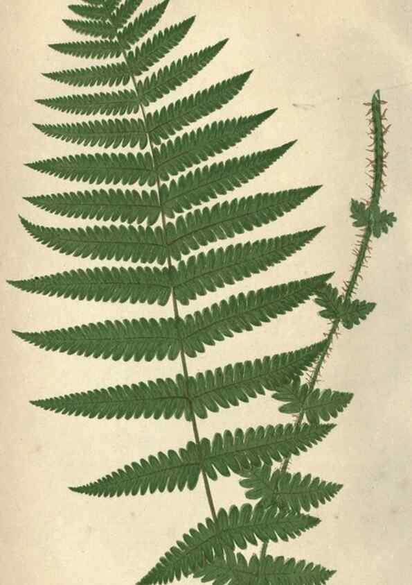 Reproducción/Reproduction 9465890004: Our native ferns, or, A history of the British species and their varieties /. London :Groombridge,1865-1867.