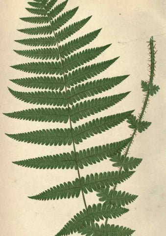 Reproducción/Reproduction 9465890004: Our native ferns, or, A history of the British species and their varieties /. London :Groombridge,1865-1867.