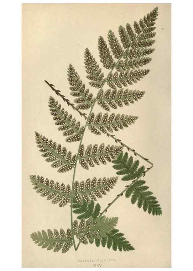 Reproducción/Reproduction 9463108563: Our native ferns, or, A history of the British species and their varieties /. London :Groombridge,1865-1867.