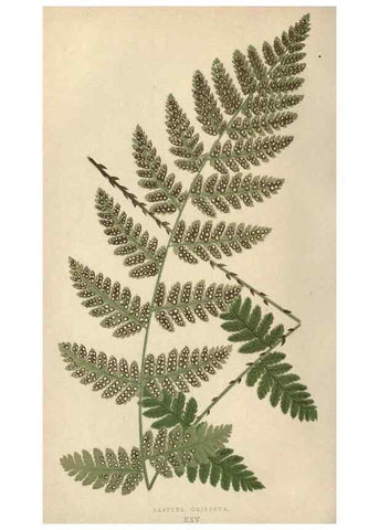Reproducción/Reproduction 9463108563: Our native ferns, or, A history of the British species and their varieties /. London :Groombridge,1865-1867.