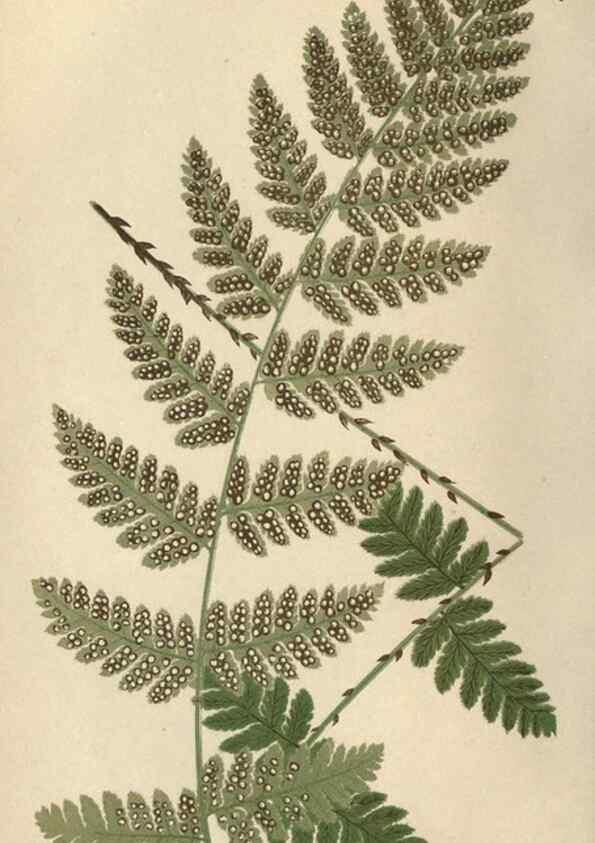 Reproducción/Reproduction 9463108563: Our native ferns, or, A history of the British species and their varieties /. London :Groombridge,1865-1867.