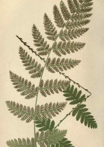 Reproducción/Reproduction 9463108563: Our native ferns, or, A history of the British species and their varieties /. London :Groombridge,1865-1867.