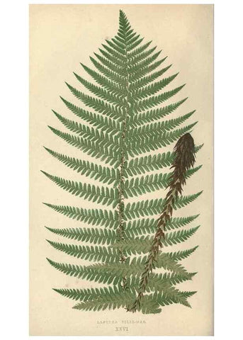Reproducción/Reproduction 9465899732: Our native ferns, or, A history of the British species and their varieties /. London :Groombridge,1865-1867.