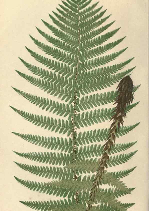 Reproducción/Reproduction 9465899732: Our native ferns, or, A history of the British species and their varieties /. London :Groombridge,1865-1867.