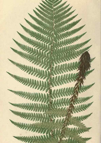 Reproducción/Reproduction 9465899732: Our native ferns, or, A history of the British species and their varieties /. London :Groombridge,1865-1867.