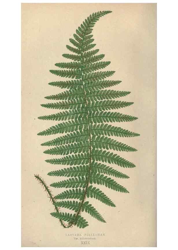 Reproducción/Reproduction 9463119261: Our native ferns, or, A history of the British species and their varieties /. London :Groombridge,1865-1867.