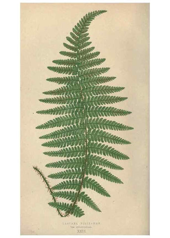 Reproducción/Reproduction 9463119261: Our native ferns, or, A history of the British species and their varieties /. London :Groombridge,1865-1867.