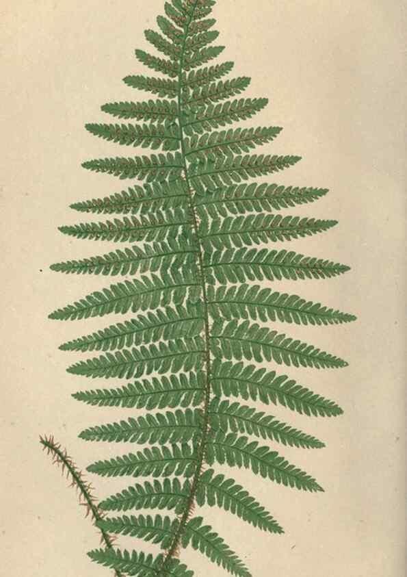 Reproducción/Reproduction 9463119261: Our native ferns, or, A history of the British species and their varieties /. London :Groombridge,1865-1867.
