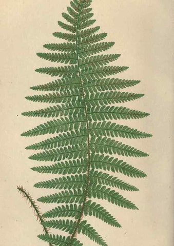 Reproducción/Reproduction 9463119261: Our native ferns, or, A history of the British species and their varieties /. London :Groombridge,1865-1867.