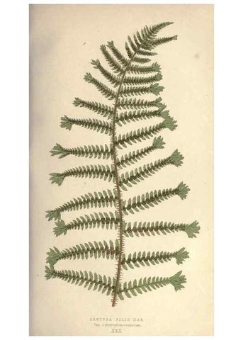 Reproducción/Reproduction 9463121923: Our native ferns, or, A history of the British species and their varieties /. London :Groombridge,1865-1867.