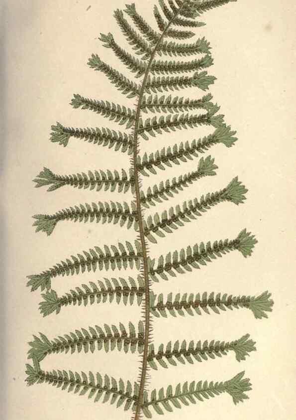 Reproducción/Reproduction 9463121923: Our native ferns, or, A history of the British species and their varieties /. London :Groombridge,1865-1867.