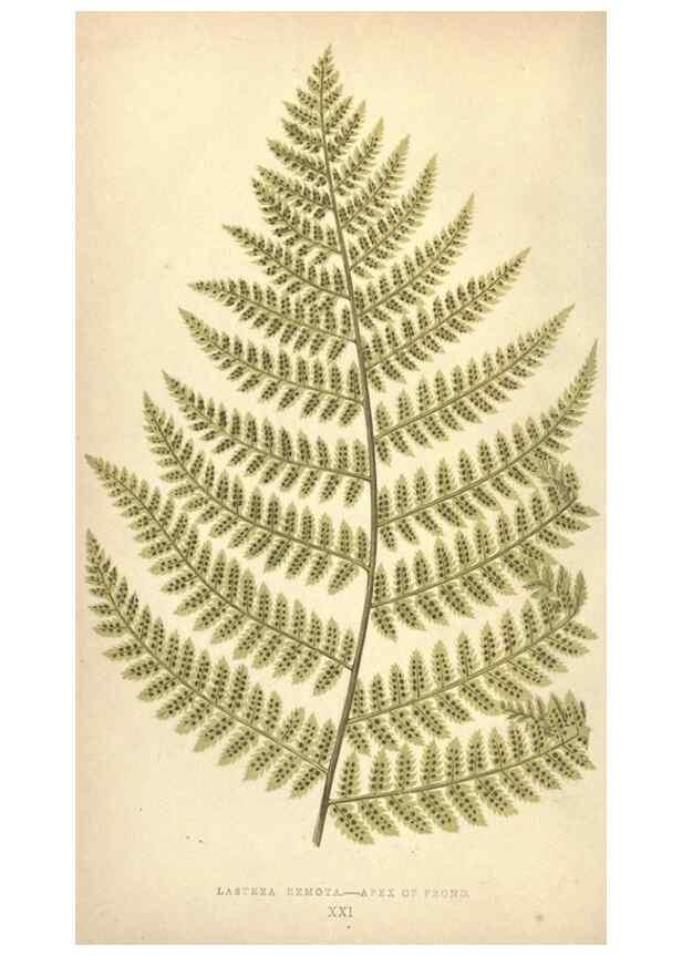 Reproducción/Reproduction 9465886134: Our native ferns, or, A history of the British species and their varieties /. London :Groombridge,1865-1867.
