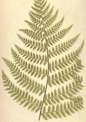 Reproducción/Reproduction 9465886134: Our native ferns, or, A history of the British species and their varieties /. London :Groombridge,1865-1867.
