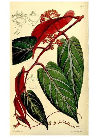 Reproducción/Reproduction 9441916027: Curtis's botanical magazine.. London ;New York [etc.] :Academic Press [etc.]