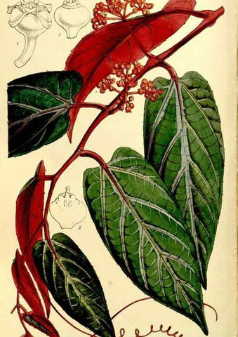 Reproducción/Reproduction 9441916027: Curtis's botanical magazine.. London ;New York [etc.] :Academic Press [etc.]