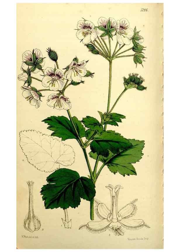 Reproducción/Reproduction 9444702518: Curtis's botanical magazine.. London ;New York [etc.] :Academic Press [etc.]