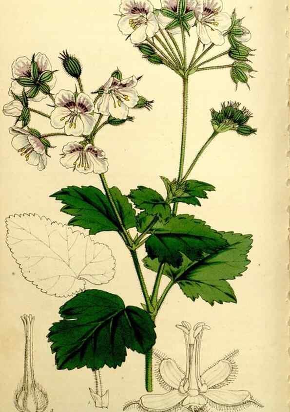 Reproducción/Reproduction 9444702518: Curtis's botanical magazine.. London ;New York [etc.] :Academic Press [etc.]