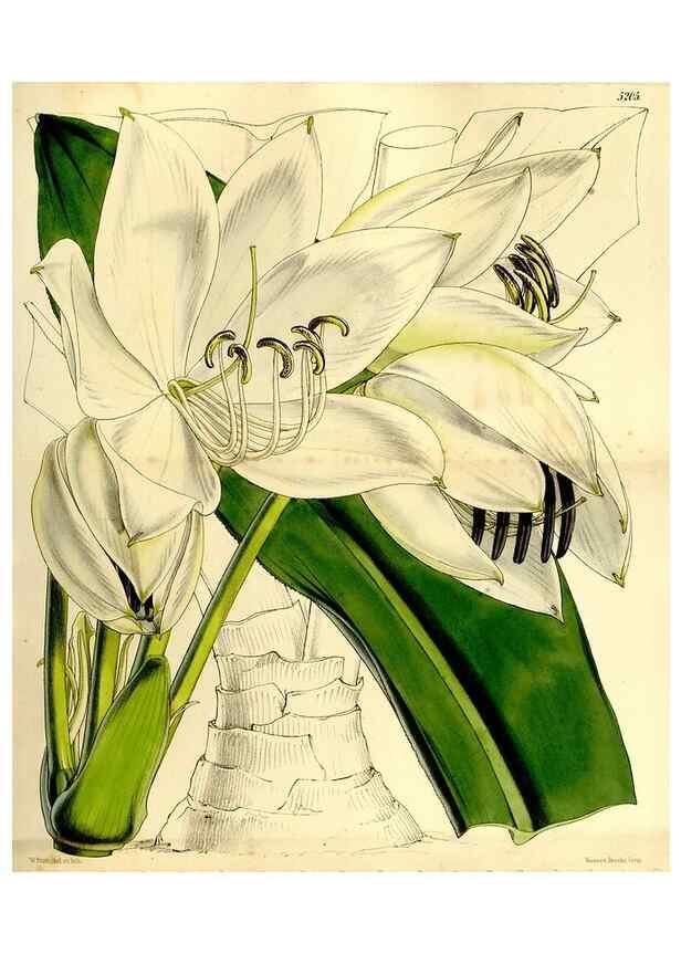 Reproducción/Reproduction 9444700714: Curtis's botanical magazine.. London ;New York [etc.] :Academic Press [etc.]