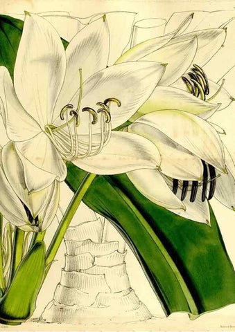 Reproducción/Reproduction 9444700714: Curtis's botanical magazine.. London ;New York [etc.] :Academic Press [etc.]
